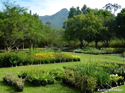 Plant fair at Garden Route Botanical Garden 