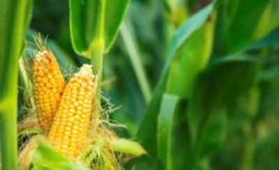 Task team to monitor the impact of load-shedding on agriculture sector