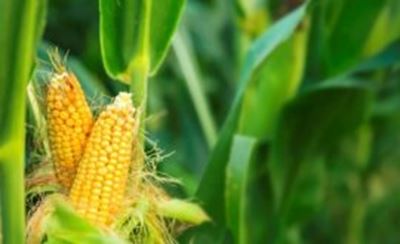 Task team to monitor the impact of load-shedding on agriculture sector