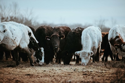 Foot-and-mouth disease detected in the North West
