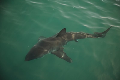 Sharks ‘eating other sharks’ in the bay
