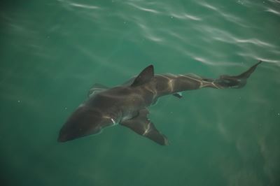 Sharks ‘eating other sharks’ in the bay
