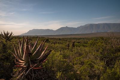 Addo vs Bontebok: The wildlife differences