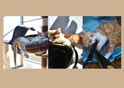 Three ginger kittens ready to be adopted