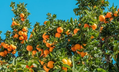 SA citrus industry faces major setback with US tariff