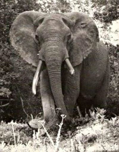 Readers remember Aftand the elephant