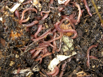 Fascinating facts about earthworms