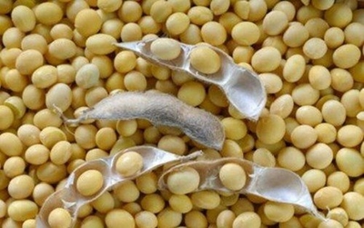 Latest crop estimates: summer grain up, soya bean down