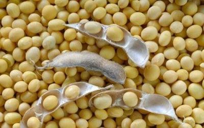 Latest crop estimates: summer grain up, soya bean down