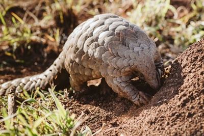 Too early to know if pangolins spread Covid-19, say experts 