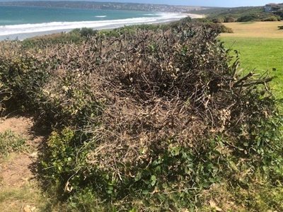 Boggoms Bay folk angry at 'excessive pruning'