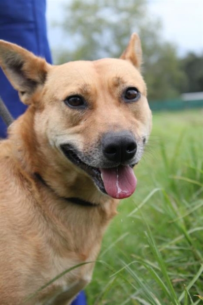 Dogs for adoption at Odin