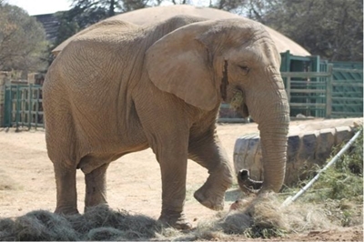Joburg Zoo takes legal action over ‘lies’ that they make elephants do tricks