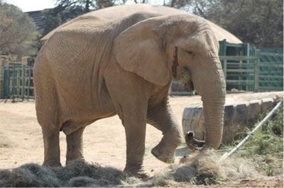 Joburg Zoo takes legal action over ‘lies’ that they make elephants do tricks