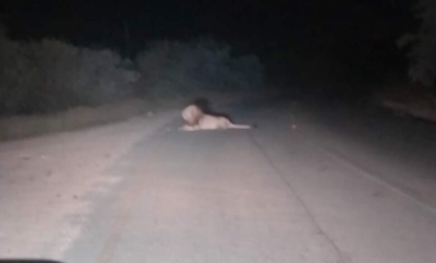 4 lions escape Kruger National Park, spark fear in nearby villages