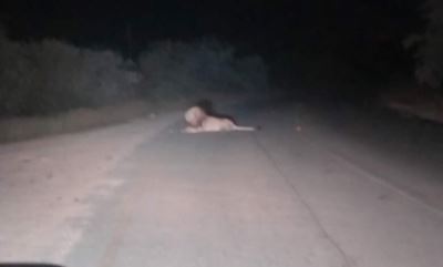 4 lions escape Kruger National Park, spark fear in nearby villages