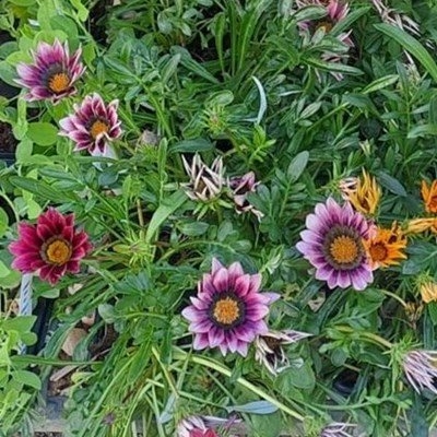What to plant in your garden now