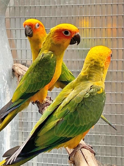 Birds of a feather auctioned 