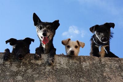 Why puppy socialisation is crucial for its life