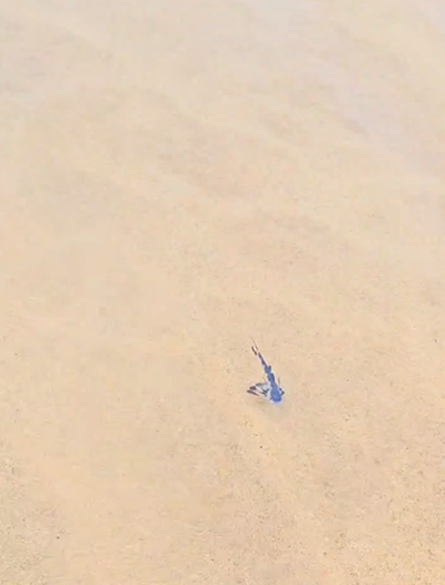 Delight over bluebottle fish seen in Great Brak estuary