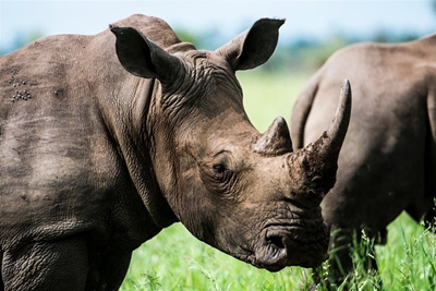 Major transnational rhino horn trafficking network dismantled: 6 arrested
