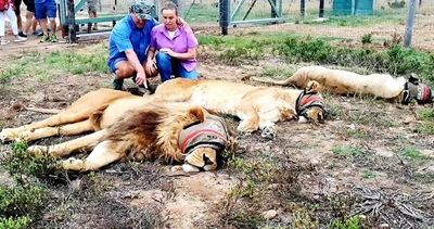 Leeus brul op Bergsig-wildsplaas