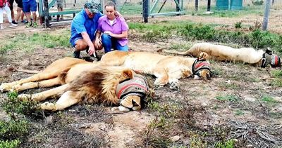 Leeus brul op Bergsig-wildsplaas
