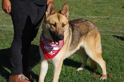 Show off your dog for a good cause