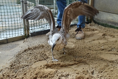 Seagull takes first steps after amputation