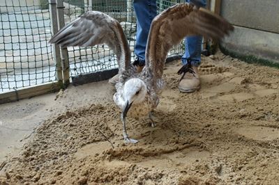 Seagull takes first steps after amputation
