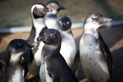 Penguins speed to freedom