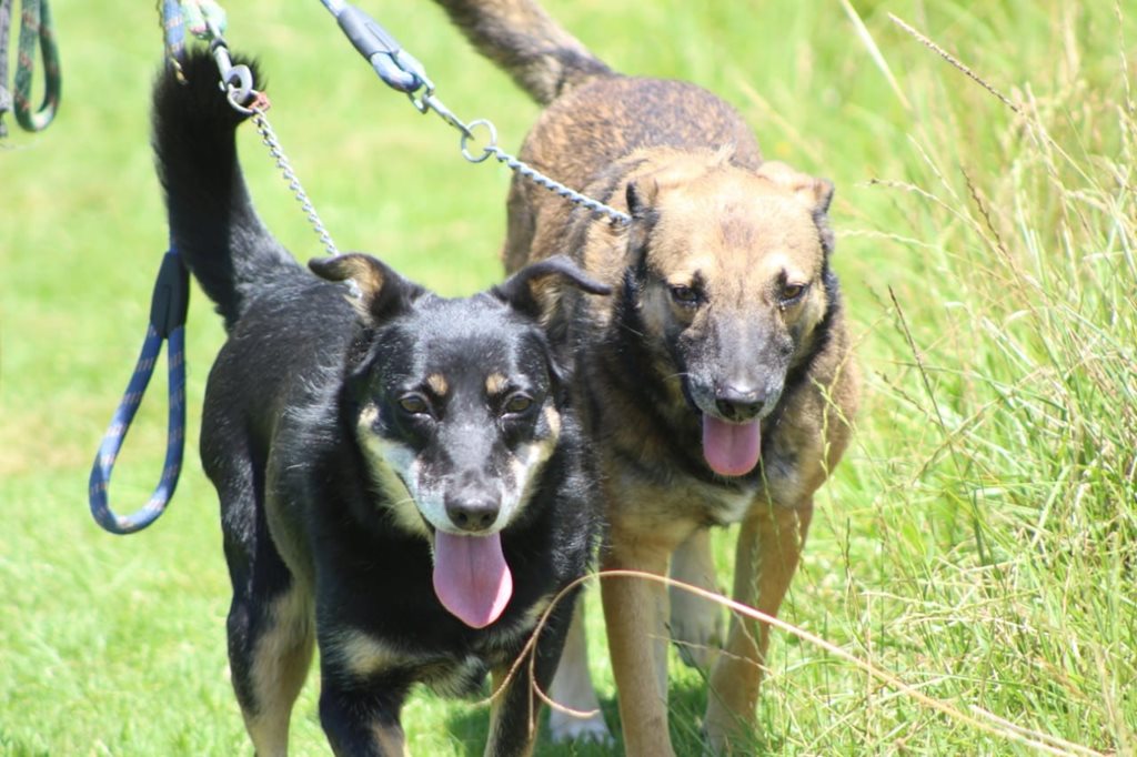 Odin dogs up for adoption Herald