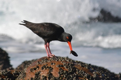 Birding spots around Mossel Bay