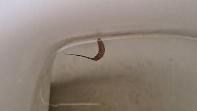 'Worm' identified