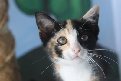Adopt, don't shop