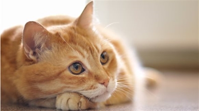 SPCA supported by public during fires