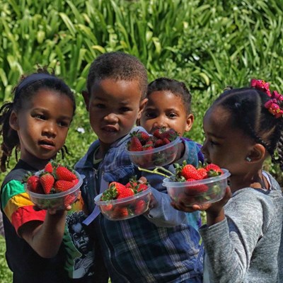 Juicy morning at strawberry farm
