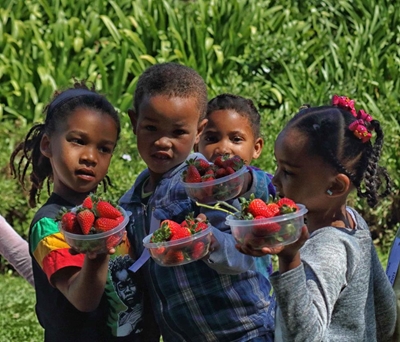 Juicy morning at strawberry farm