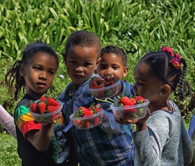 Juicy morning at strawberry farm