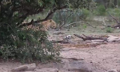 Leopard takes down a wildebeest at Hluhluwe-iMfolozi Park