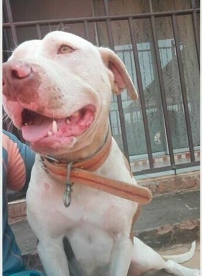 Panic ensues amid petition to ban pit bulls as pets