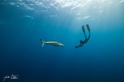 Following sharks