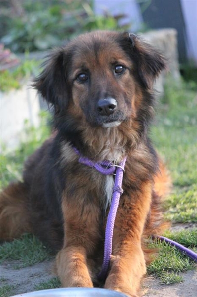 Verlore hond in Swartbergpas gered