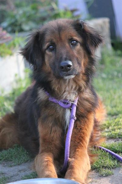 Verlore hond in Swartbergpas gered