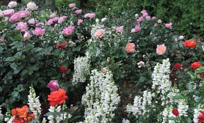 Light finger work yields many rose blooms