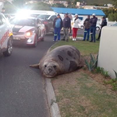 Giant elephant seal in Gordon’s Bay neighbourhood being rescued 