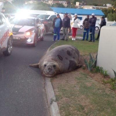 Giant elephant seal in Gordon’s Bay neighbourhood being rescued 