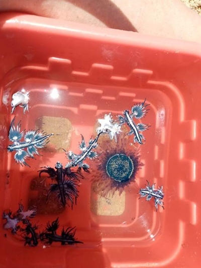 Sea slugs wash up