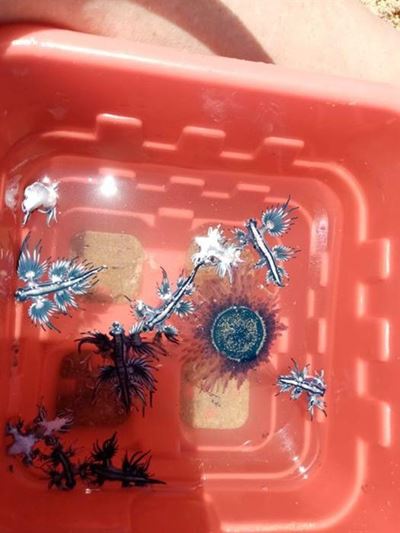 Sea slugs wash up