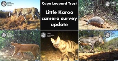 Camera trapping in the Little Karoo